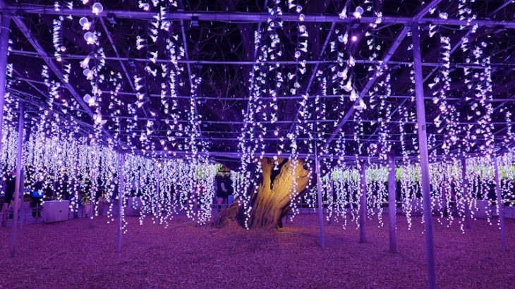 「あしかがフラワーパーク」光の花の庭散策と餃子の街「宇都宮」で食べ歩きの旅　2024.12.22